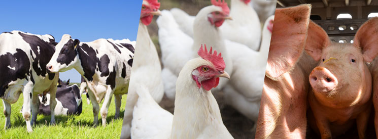 Agricultural Products